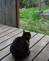 deer meet cat