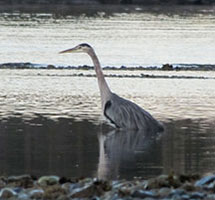 heron